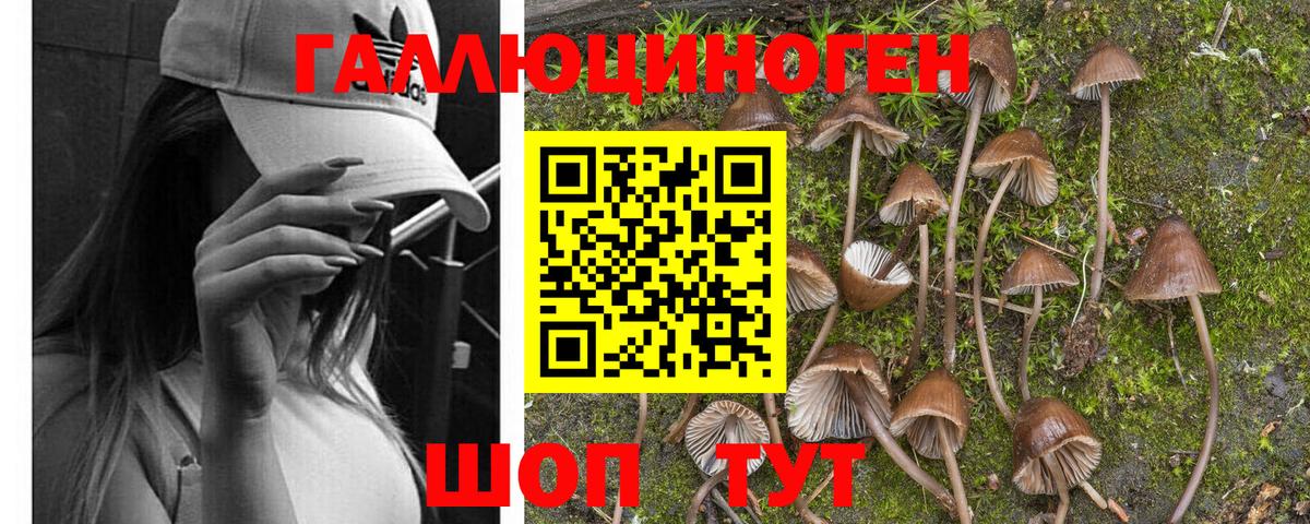Псилоцибиновые грибы Psilocybe Находка