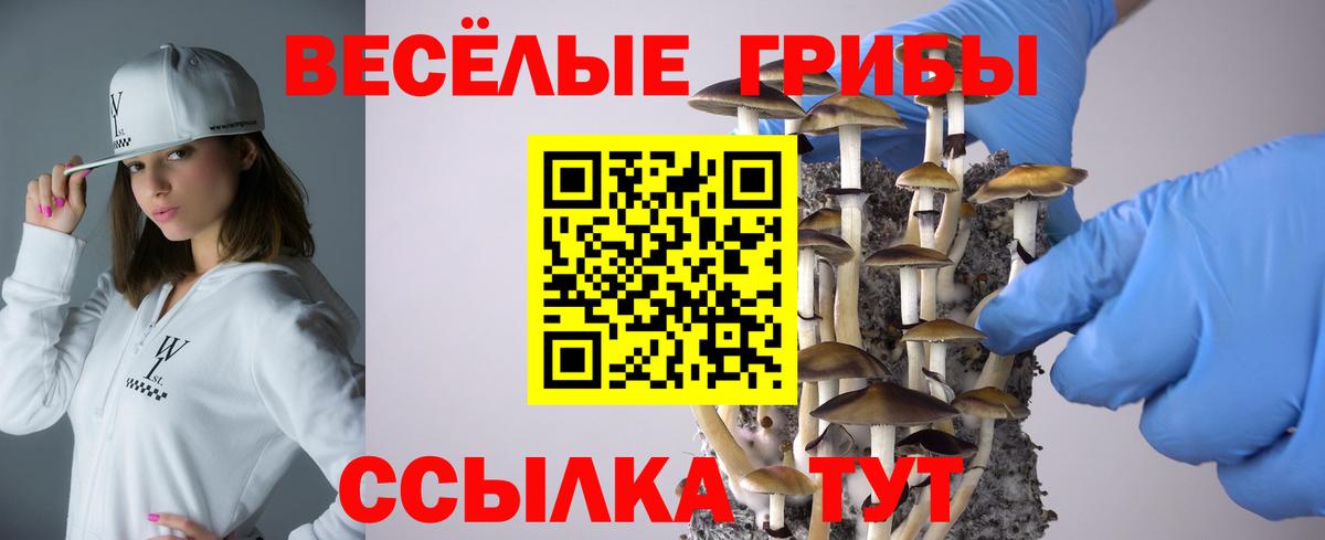 Находка  Псилоцибиновые грибы прущие грибы  Вход с VPN 